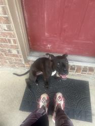 Found/Stray Female Dog last seen Southern Regional, Clayton County, GA 30274