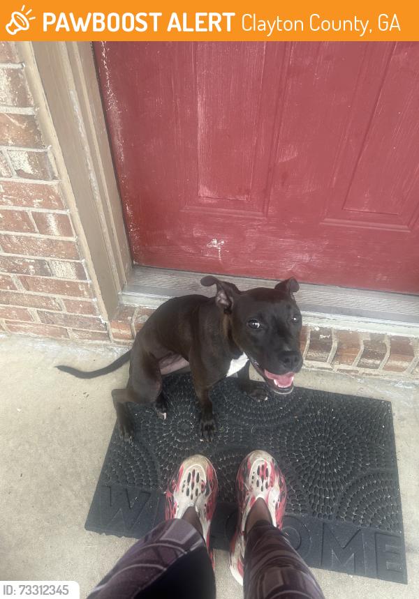 Found/Stray Female Dog last seen Southern Regional, Clayton County, GA 30274