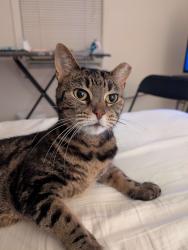 Lost Female Cat last seen S 19th and Dudley Street, Philadelphia, PA 19145