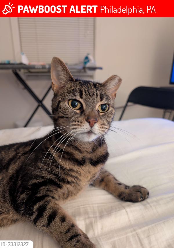 Lost Female Cat last seen S 19th and Dudley Street, Philadelphia, PA 19145