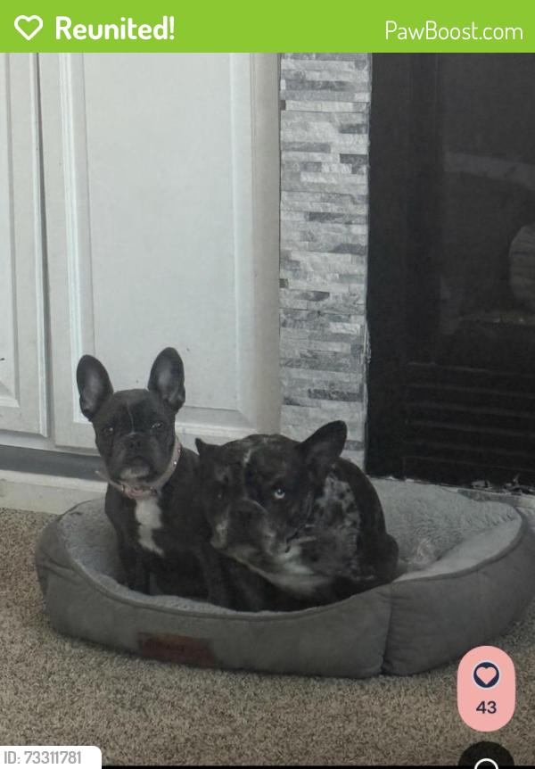 Reunited Female Dog last seen Near Forest Cir, Thornton, CO 80241, USA, Thornton, CO 80241