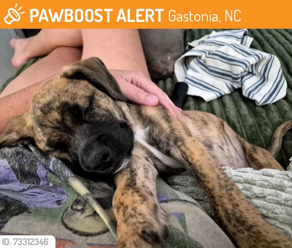 Found/Stray Male Dog last seen Hwy 321, Gastonia, NC 28052