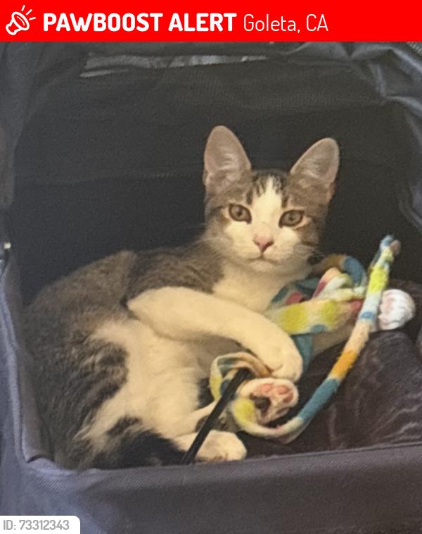 Lost Male Cat last seen Brandon Dr, Goleta, CA 93117
