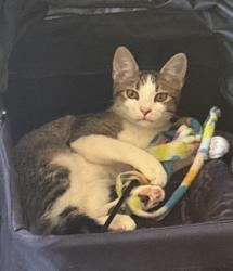 Lost Male Cat last seen Brandon Dr, Goleta, CA 93117