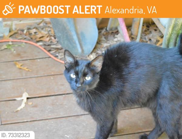 Found/Stray Male Cat last seen S. Richmond Hwy, Alexandria, VA 22306