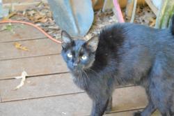Found/Stray Male Cat last seen S. Richmond Hwy, Alexandria, VA 22306