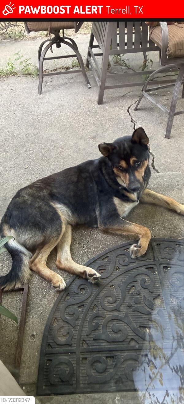Lost Male Dog last seen Lawrence Ave, Terrell, TX 75160