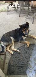 Lost Male Dog last seen Lawrence Ave, Terrell, TX 75160