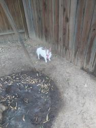 Found/Stray Male Dog last seen Kings Canyon and Sunnyside, Fresno, CA 93727