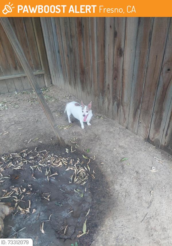 Found/Stray Male Dog last seen Kings Canyon and Sunnyside, Fresno, CA 93727