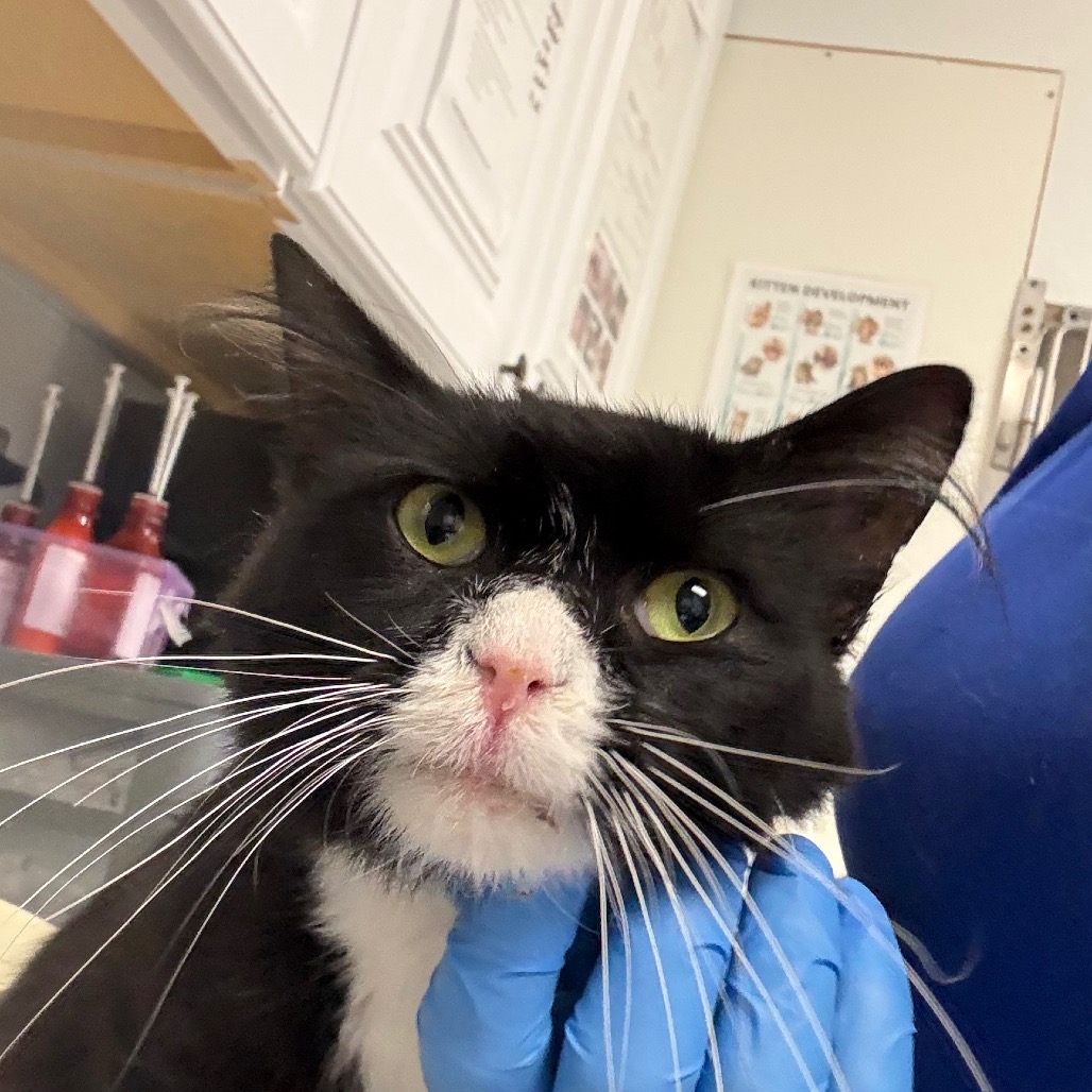 Shelter Stray Male Cat last seen , 328 Furman Hall Rd, Greenville, SC 29609, USA
