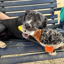 Shelter Stray Female Dog last seen , 328 Furman Hall Rd, Greenville, SC 29609, USA