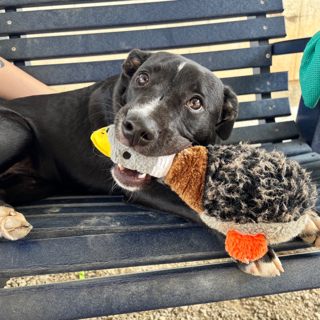 Shelter Stray Female Dog last seen , 328 Furman Hall Rd, Greenville, SC 29609, USA