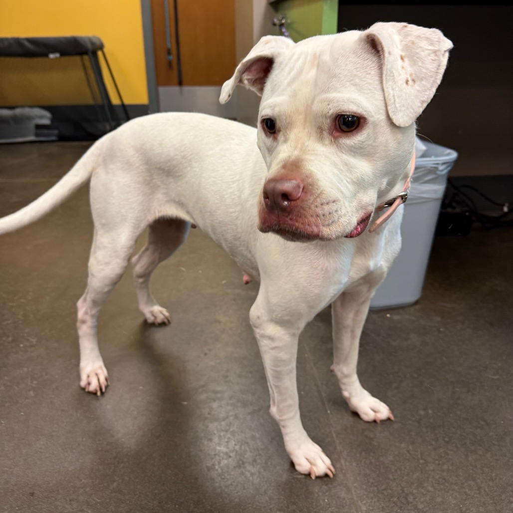 Shelter Stray Female Dog last seen , 3428 S Jenkins Ave, Norman, OK 73072, USA
