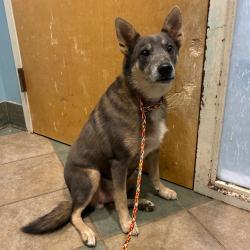Shelter Stray Male Dog last seen , 4500 N Access Rd, Chattanooga, TN 37415, USA