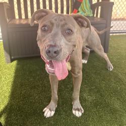 Shelter Stray Male Dog last seen , Animal Care & Control Team of Philly, 111 W Hunting Park Ave, Philadelphia, PA 19140, USA