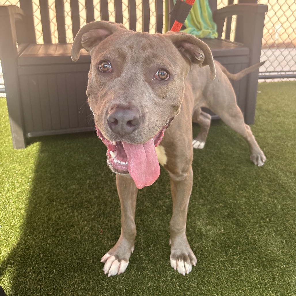 Shelter Stray Male Dog last seen , Animal Care & Control Team of Philly, 111 W Hunting Park Ave, Philadelphia, PA 19140, USA