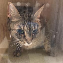 Shelter Stray Female Cat last seen , Animal Care & Control Team of Philly, 111 W Hunting Park Ave, Philadelphia, PA 19140, USA