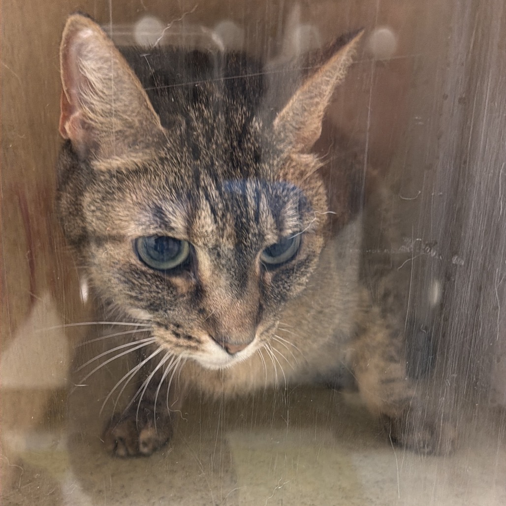 Shelter Stray Female Cat last seen , Animal Care & Control Team of Philly, 111 W Hunting Park Ave, Philadelphia, PA 19140, USA