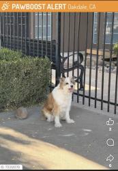 Reunited Female Dog last seen Behind backwoods and scoops in oakdale, ca, Oakdale, CA 95361