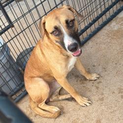 Shelter Stray Male Dog last seen , 141 Canna Ln, Lake Jackson, TX 77566, USA