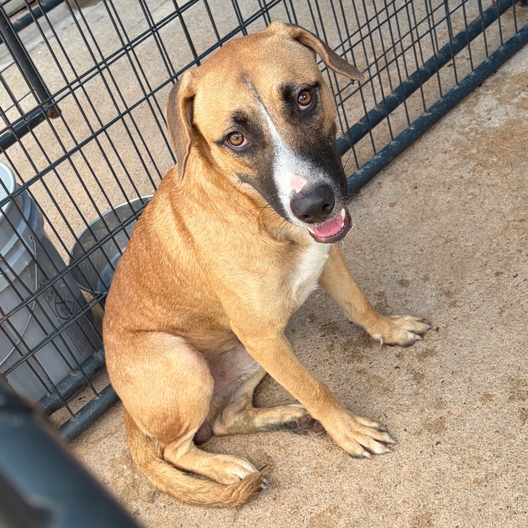 Shelter Stray Male Dog last seen , 141 Canna Ln, Lake Jackson, TX 77566, USA