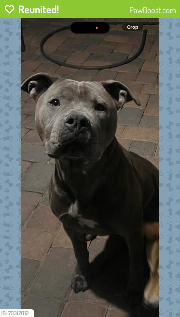 Reunited Male Dog last seen Durango/Washington, Las Vegas, NV 89128