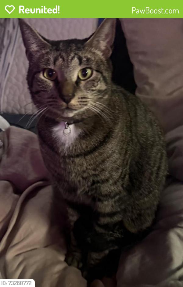 Reunited Male Cat last seen Near Indiana St, Roseville, MI 48066