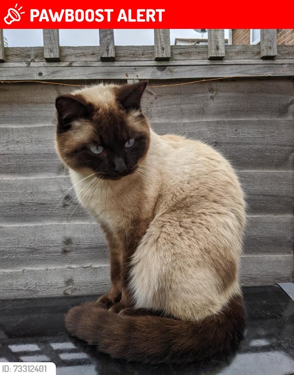 Lost Male Cat last seen Moordale Avenue, Berkshire, England RG42 1TJ