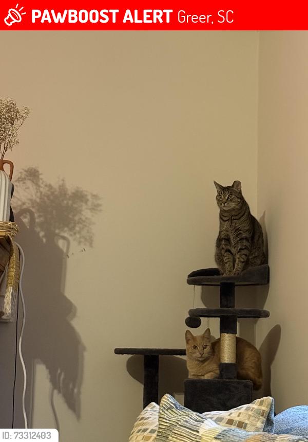 Lost Male Cat last seen Near golf street, Greer, SC 29650