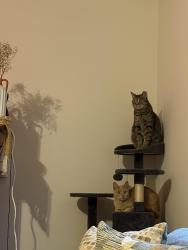 Lost Male Cat last seen Near golf street, Greer, SC 29650