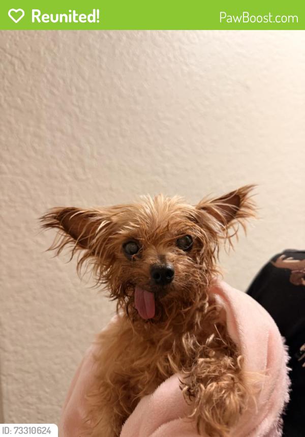 Reunited Female Dog last seen Near Raleigh St, Orlando, FL 32835, USA, Orlando, FL 32835