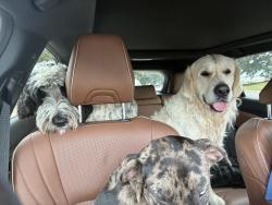 Found/Stray Unknown Dog last seen Le triomphe gates, Broussard, LA 70518