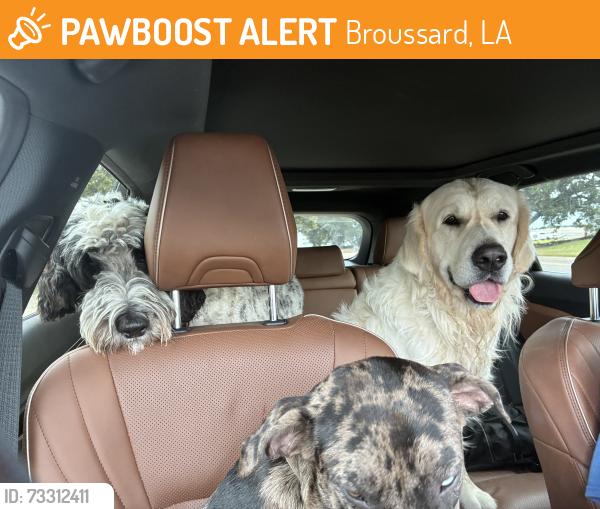 Found/Stray Unknown Dog last seen Le triomphe gates, Broussard, LA 70518