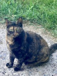 Found/Stray Unknown Cat last seen McBey and Woodlands Crescent, Winnipeg, MB 