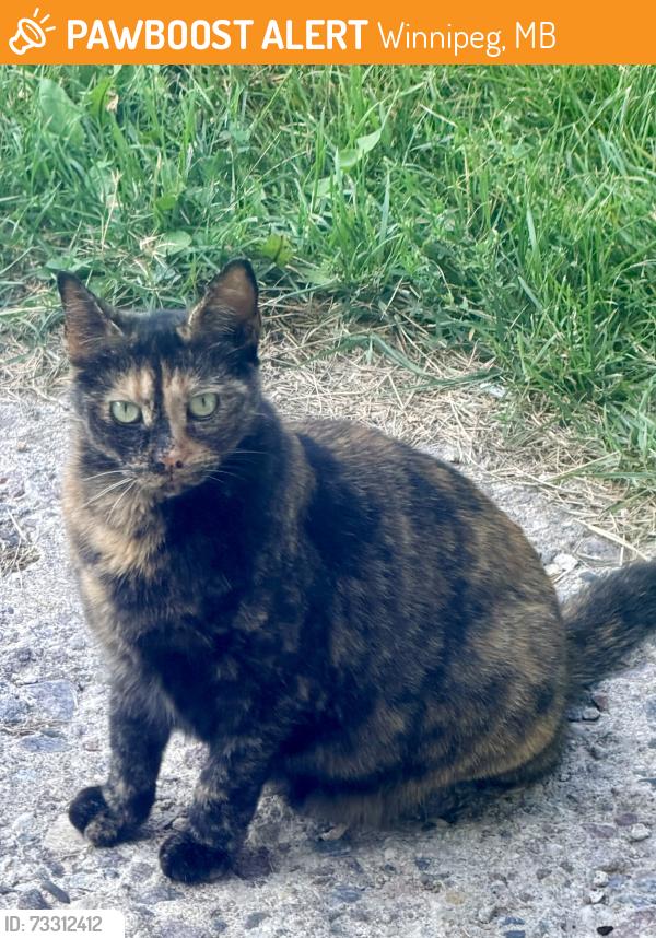 Found/Stray Unknown Cat last seen McBey and Woodlands Crescent, Winnipeg, MB 