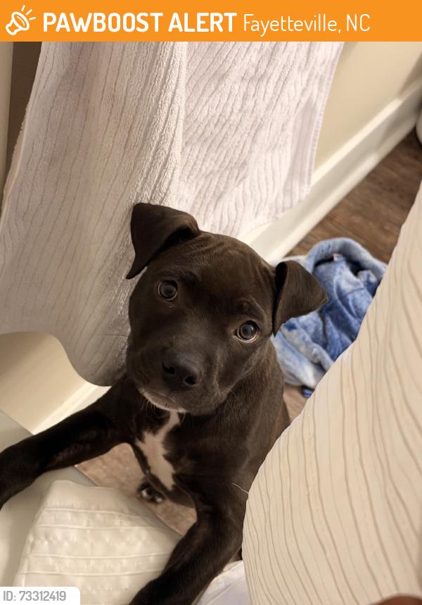 Found/Stray Female Dog last seen Addison Ridge apmts, Fayetteville, NC 28303