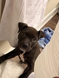 Found/Stray Female Dog last seen Addison Ridge apmts, Fayetteville, NC 28303