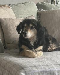 Lost Male Dog last seen Kinzers pa, Lancaster County, PA 17535