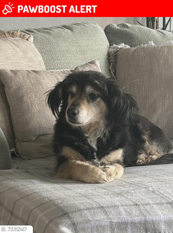 Lost Male Dog last seen Kinzers pa, Lancaster County, PA 17535