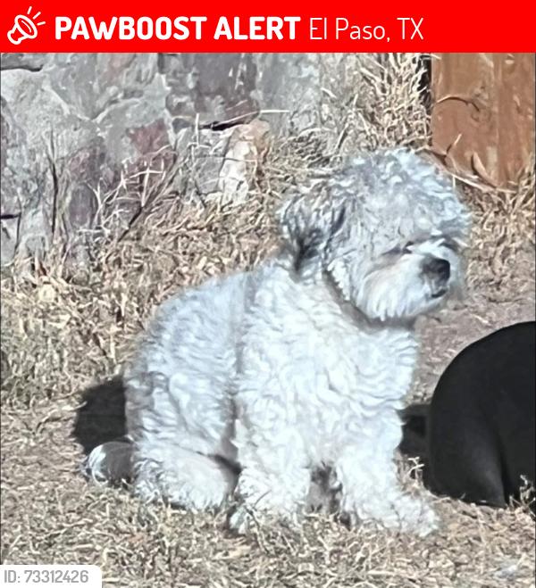 Lost Male Dog last seen Pershing and Cumberland, El Paso, TX 79903
