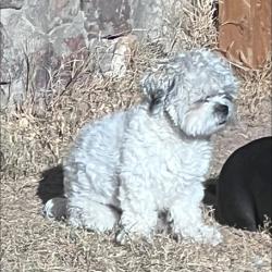 Lost Male Dog last seen Pershing and Cumberland, El Paso, TX 79903