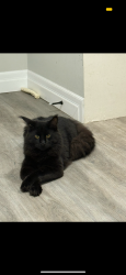 Lost Male Cat last seen Poplar rd, Toronto, ON M1E 1N4