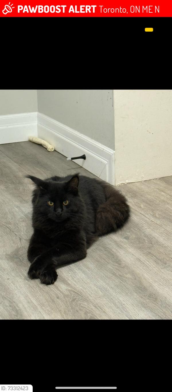 Lost Male Cat last seen Poplar rd, Toronto, ON M1E 1N4