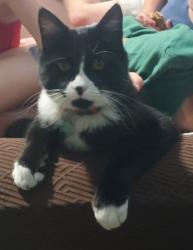 Reunited Male Cat last seen South Jordan Canal on 70th South, West Jordan, UT 84084