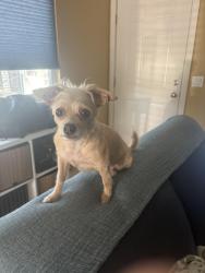 Lost Female Dog last seen Florida and Meade, San Diego, CA 92104