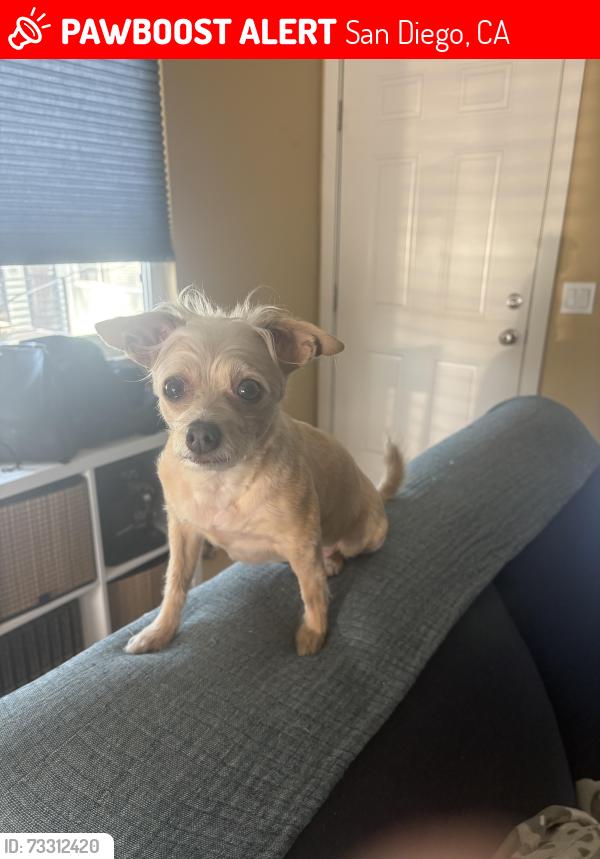 Lost Female Dog last seen Florida and Meade, San Diego, CA 92104