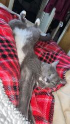 Reunited Male Cat last seen Route 30, Amsterdam, NY 12010