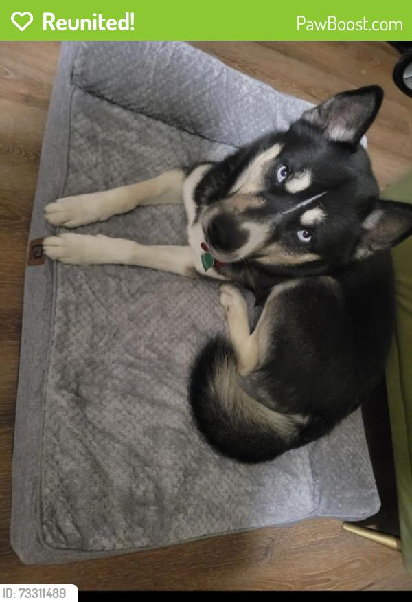 Reunited Male Dog last seen Rippling Brook drive and bel pre road, Silver Spring, MD 20906