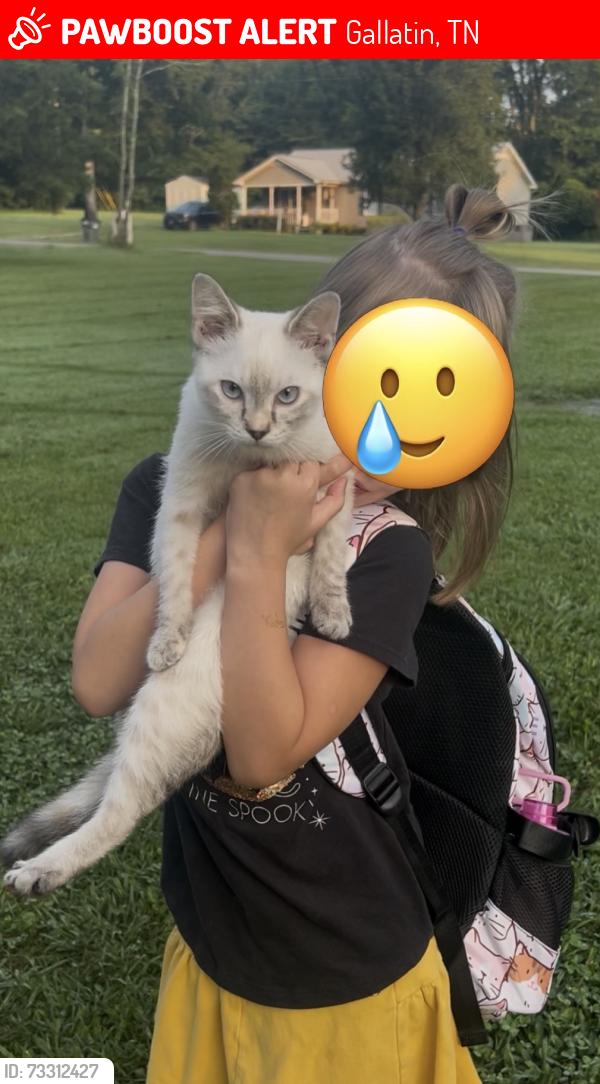 Lost Female Cat last seen Airport road gallatin, Gallatin, TN 37066